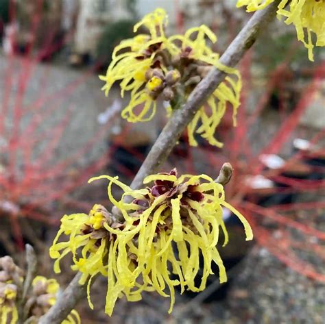 does witch hazel spoil|More.